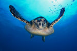 Deep Blue Divers Cayman
