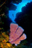 Deep Blue Divers Cayman
