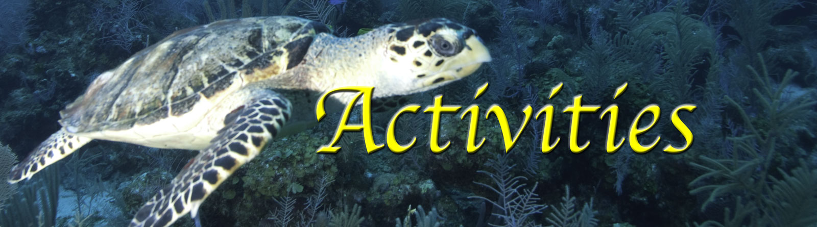 Grand Cayman Activities