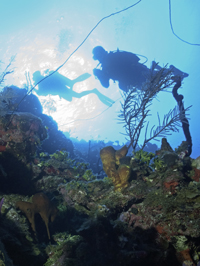 PADI Deep Diver Advanced course Grand Cayman