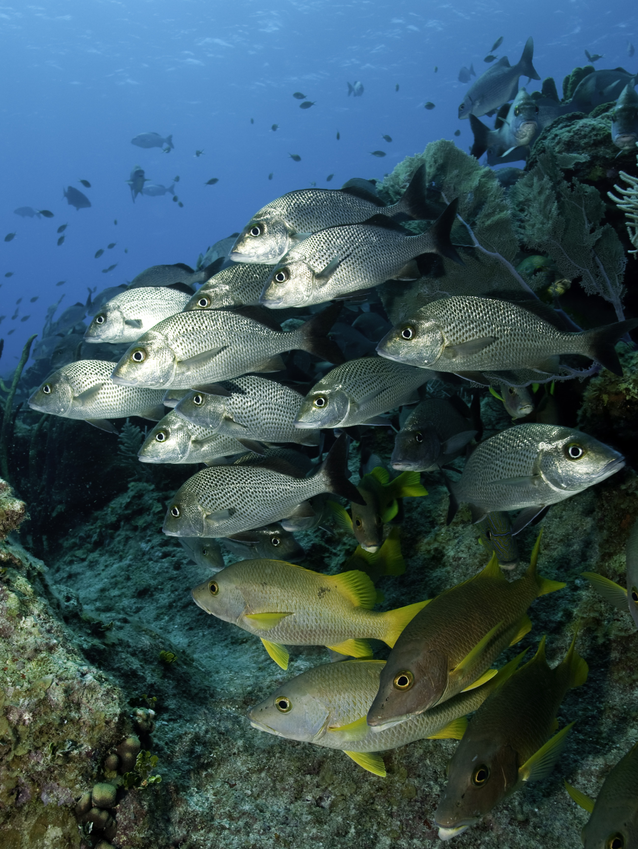 Underwater PADI Photo specialty in Grand Cayman